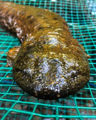 Aquatic salamander