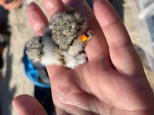 Tiny brown and white chick