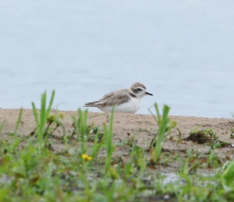 Snowy Plover