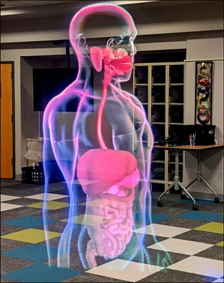 Human torso showing digestive organs