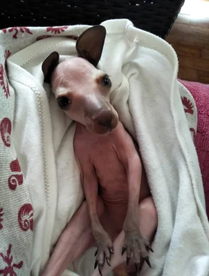 A furless baby marsupial.
